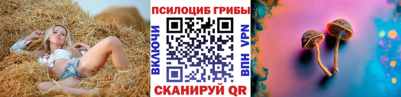 как найти   Городище  Галлюциногенные грибы Psilocybine cubensis 